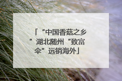 “中国香菇之乡”湖北随州“致富伞”远销海外