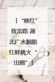 “映红”致富路 湖北广水胭脂红鲜桃火“出圈”