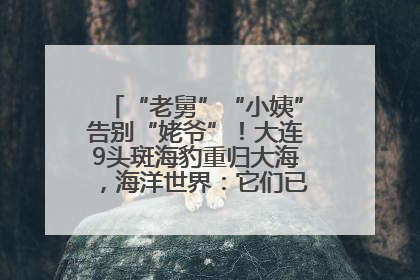 “老舅”“小姨”告别“姥爷”！大连9头斑海豹重归大海，海洋世界：它们已具备野外生存能力