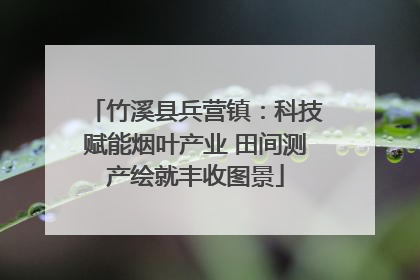 竹溪县兵营镇：科技赋能烟叶产业 田间测产绘就丰收图景