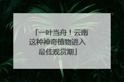 一叶当舟！云南这种神奇植物进入最佳观赏期
