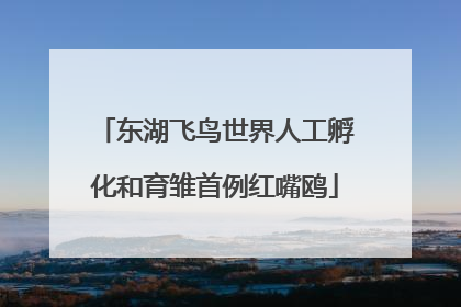 东湖飞鸟世界人工孵化和育雏首例红嘴鸥