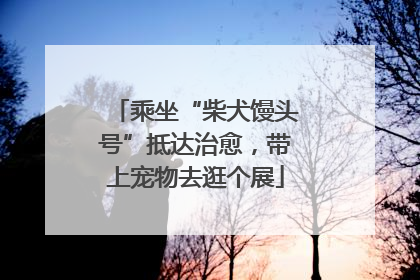 乘坐“柴犬馒头号”抵达治愈，带上宠物去逛个展