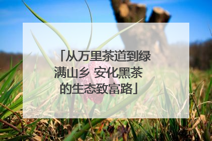 从万里茶道到绿满山乡 安化黑茶的生态致富路