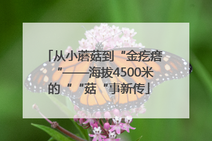 从小蘑菇到“金疙瘩“——海拔4500米的““菇“事新传