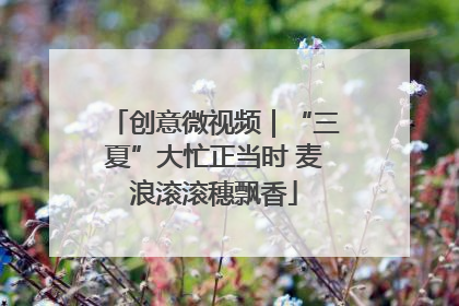 创意微视频｜“三夏”大忙正当时 麦浪滚滚穗飘香