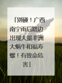 别碰！广西南宁雨后路边出现大量非洲大蜗牛和福寿螺！有致命危害