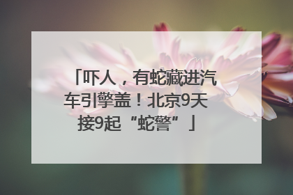 吓人，有蛇藏进汽车引擎盖！北京9天接9起“蛇警”