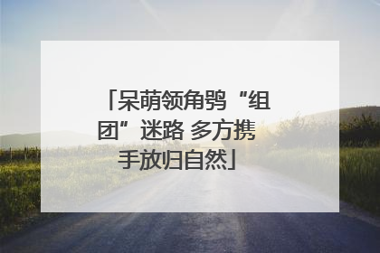 呆萌领角鸮“组团”迷路 多方携手放归自然