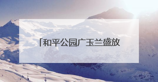 和平公园广玉兰盛放，江城夏日添雅韵