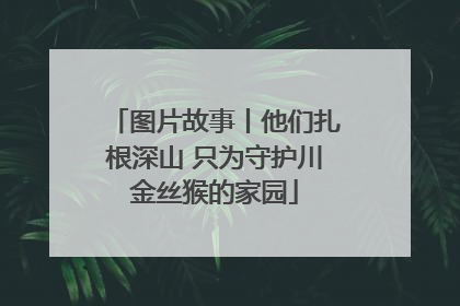图片故事丨他们扎根深山 只为守护川金丝猴的家园