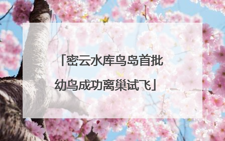密云水库鸟岛首批幼鸟成功离巢试飞