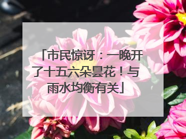 市民惊讶：一晚开了十五六朵昙花！与雨水均衡有关