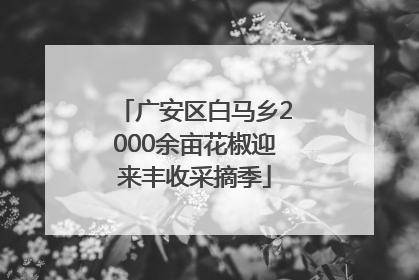 广安区白马乡2000余亩花椒迎来丰收采摘季