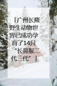 广州长隆野生动物世界已成功孕育了14只“长鼻猴二代三代”