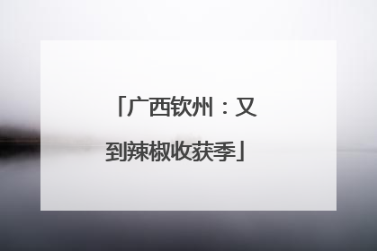 广西钦州：又到辣椒收获季