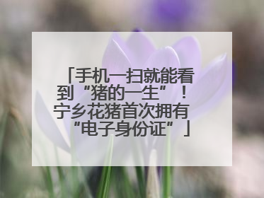 手机一扫就能看到“猪的一生”！宁乡花猪首次拥有“电子身份证”