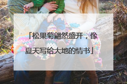 松果菊翩然盛开，像夏天写给大地的情书