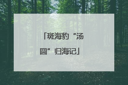 斑海豹“汤圆”归海记