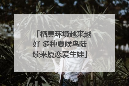 栖息环境越来越好 多种夏候鸟陆续来厦恋爱生娃