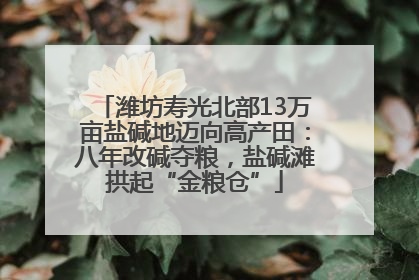 潍坊寿光北部13万亩盐碱地迈向高产田：八年改碱夺粮，盐碱滩拱起“金粮仓”