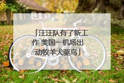 汪汪队有了新工作 美国一机场出动牧羊犬驱鸟