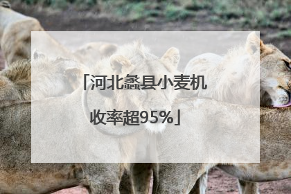 河北蠡县小麦机收率超95%