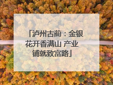 泸州古蔺：金银花开香满山 产业铺就致富路