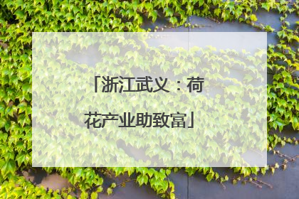 浙江武义：荷花产业助致富
