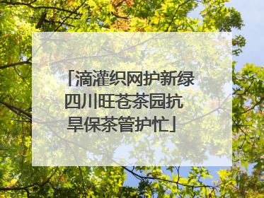 滴灌织网护新绿 四川旺苍茶园抗旱保茶管护忙