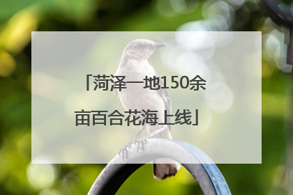菏泽一地150余亩百合花海上线