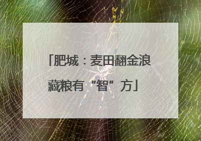 肥城：麦田翻金浪藏粮有“智”方