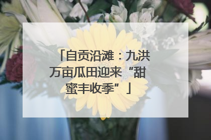 自贡沿滩：九洪万亩瓜田迎来“甜蜜丰收季”