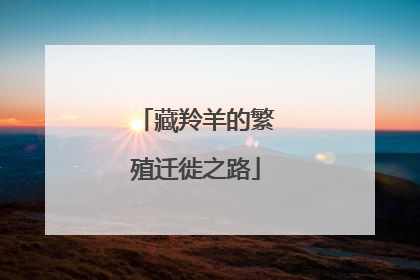 藏羚羊的繁殖迁徙之路