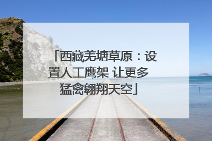 西藏羌塘草原：设置人工鹰架 让更多猛禽翱翔天空