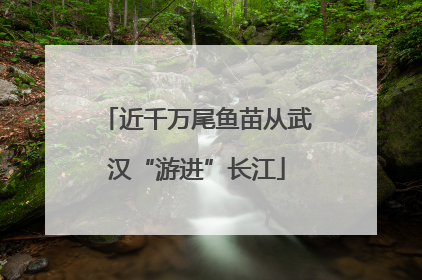 近千万尾鱼苗从武汉“游进”长江
