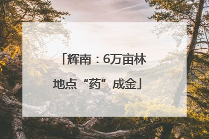 辉南：6万亩林地点“药”成金