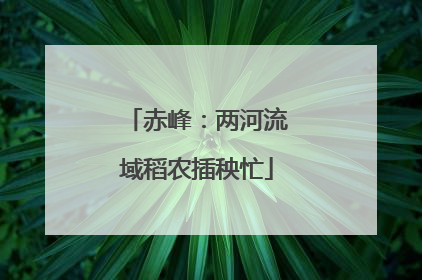 赤峰：两河流域稻农插秧忙