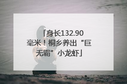 身长132.90毫米！桐乡养出“巨无霸”小龙虾