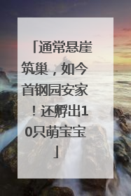 通常悬崖筑巢，如今首钢园安家！还孵出10只萌宝宝