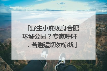野生小麂现身合肥环城公园？专家呼吁：若邂逅切勿惊扰