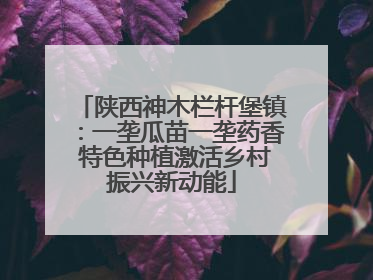 陕西神木栏杆堡镇：一垄瓜苗一垄药香 特色种植激活乡村振兴新动能