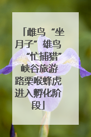 雌鸟“坐月子”雄鸟“忙捕猎” 峡谷旅游路栗喉蜂虎进入孵化阶段